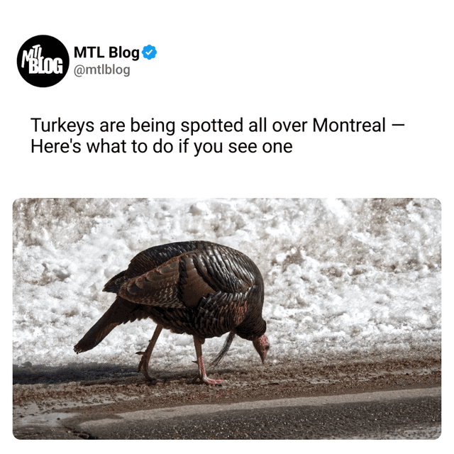 Turkeys are being spotted all over Montreal — Here's what to do if you see one