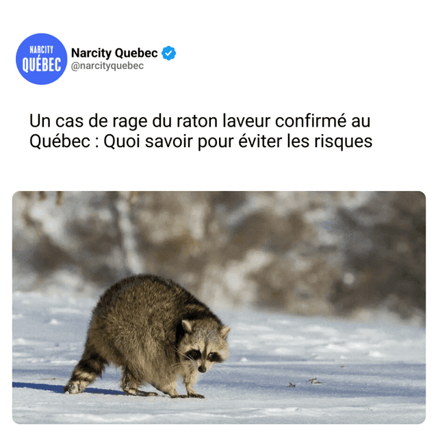 Un cas de rage du raton laveur confirmé au Québec : Quoi savoir pour éviter les risques