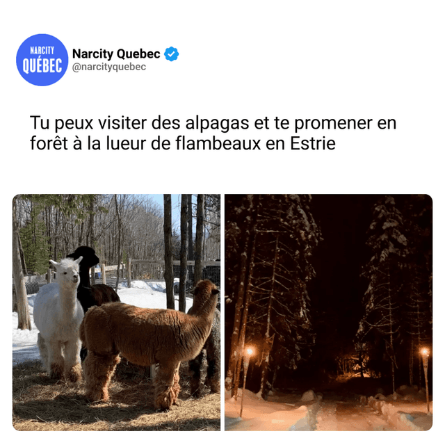 Tu peux visiter des alpagas et te promener en forêt à la lueur de flambeaux en Estrie